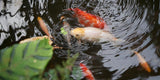 Inverness Botanic Gardens Donations